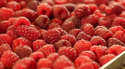Raspberries pan left Video stock 11370509