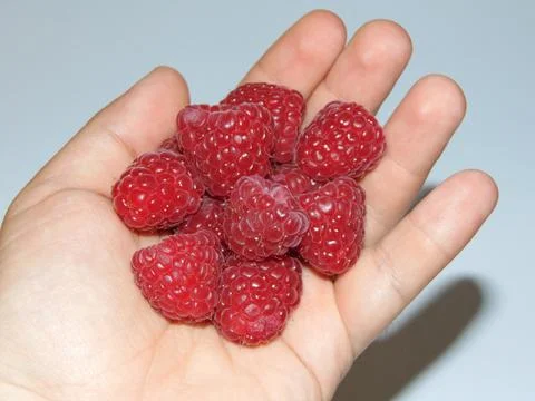 Raspberries in a person's hand. Fresh raspberry Stockfoto's