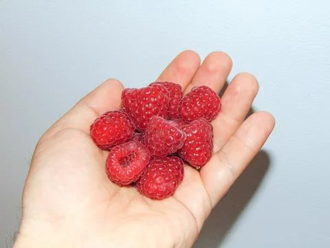 Raspberries in a person's hand. Fresh raspberry Stockfoto's