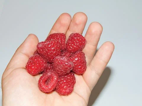 Raspberries in a person's hand. Fresh raspberry Stock Photos