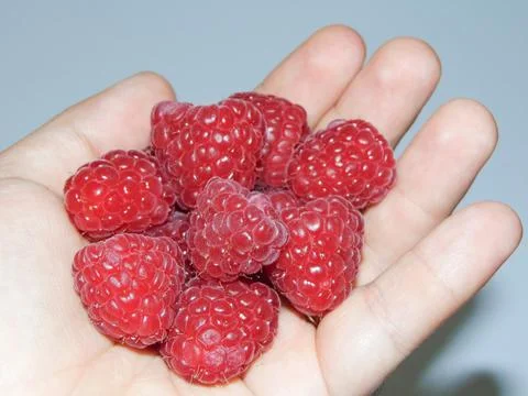Raspberries in a person's hand. Fresh raspberry 写真素材