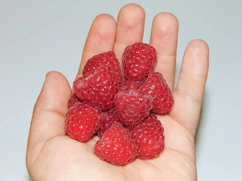 Raspberries in a person's hand. Fresh raspberry 写真素材