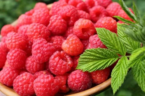 Raspberries Stock Photos