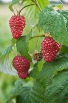 Raspberries Stock Photos