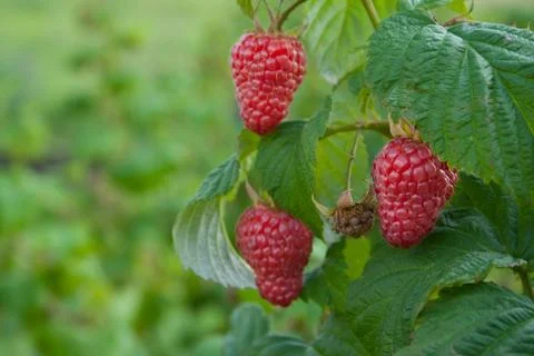 Raspberries Stock Photos