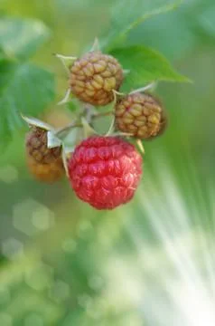 Raspberries Stock Photos