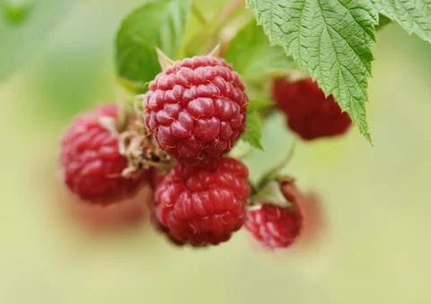 Raspberries Stock Photos