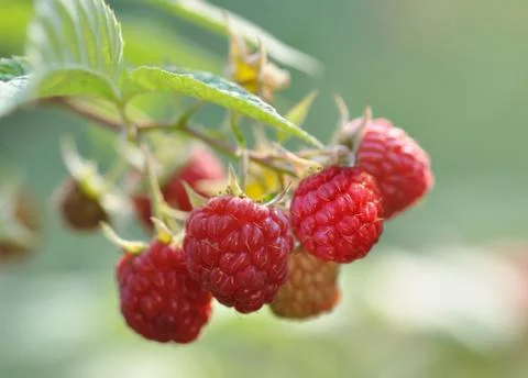 Raspberries Stock Photos