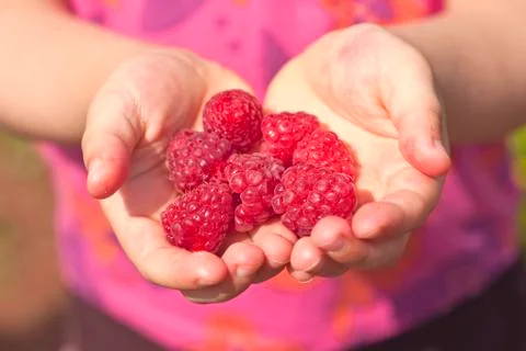 Raspberries Stock Photos