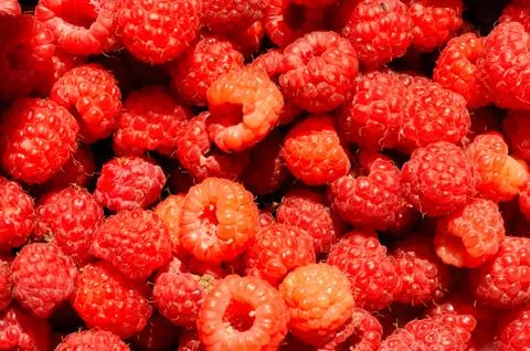 Raspberries Stock Photos