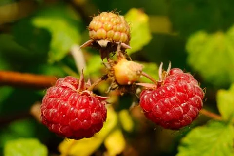 Raspberries Stock Photos