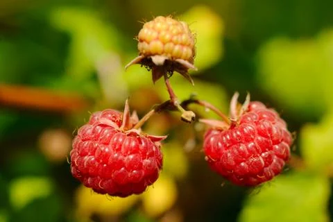 Raspberries Stock Photos