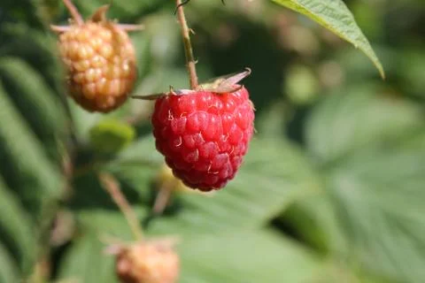 Raspberries Foto stock