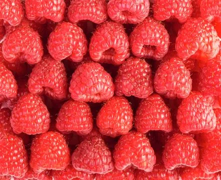 Raspberries Stock Photos