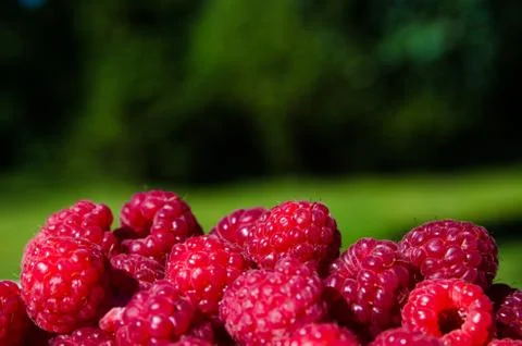 Raspberries Stock Photos