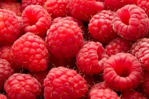 Raspberries Stock Photos