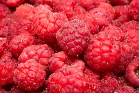 Raspberries Stock Photos