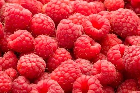 Raspberries Stock Photos