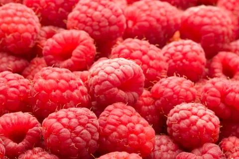 Raspberries Stock Photos