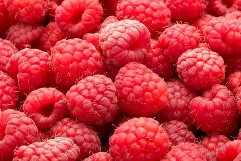 Raspberries Stock Photos