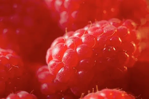 Raspberries Stock Photos