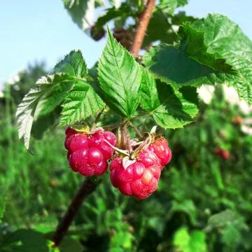 Raspberries Stock Photos