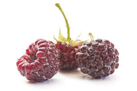 Raspberries Stock Photos