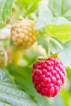 Raspberries Stock Photos