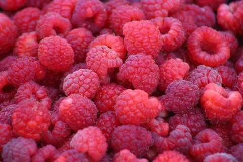 Raspberries Stock Photos