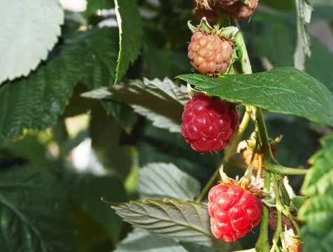 Raspberries Stock Photos