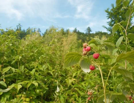 Raspberries Stock Photos