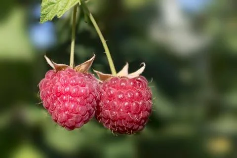 Raspberries 스톡 사진