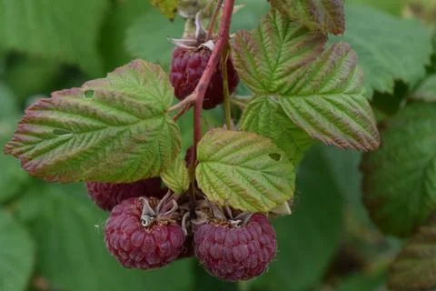 Raspberries Stock Photos