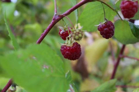 Raspberries Stock Photos
