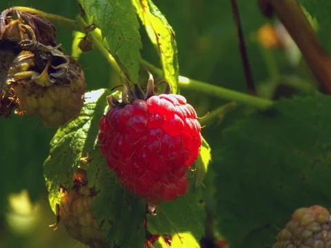 Raspberries Stock Photos