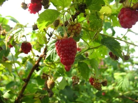 Raspberries Stock Photos