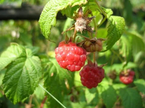 Raspberries Stock Photos