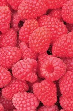 Raspberries Stock Photos