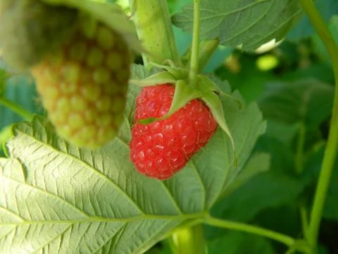 Raspberries 写真素材