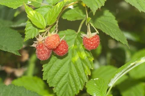 Raspberries Stock Photos