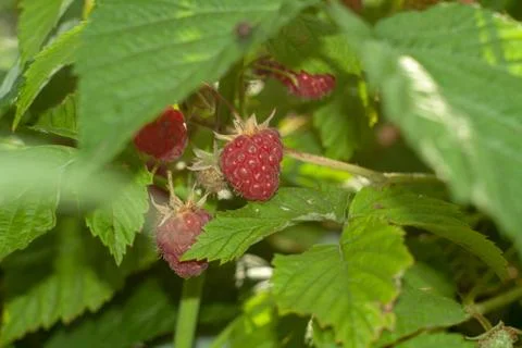 Raspberries Stock Photos