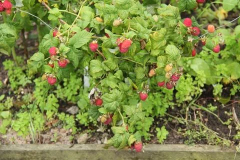 Raspberries. Stock Photos