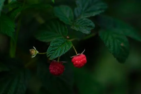 Raspberries. Stock Photos