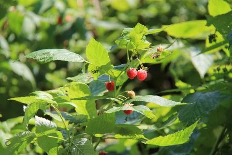 Raspberries. Stock Photos