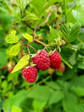 Raspberries Stock Photos