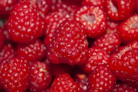 Raspberries Stock Photos