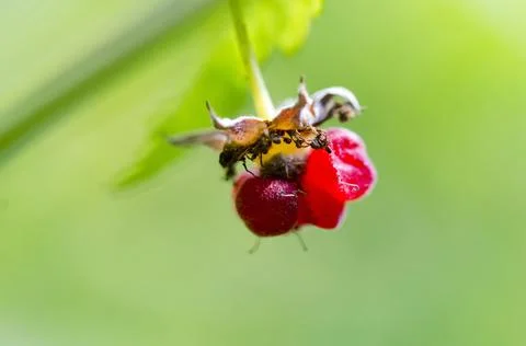 Raspberries Stock Photos