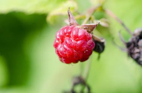 Raspberries Stock Photos