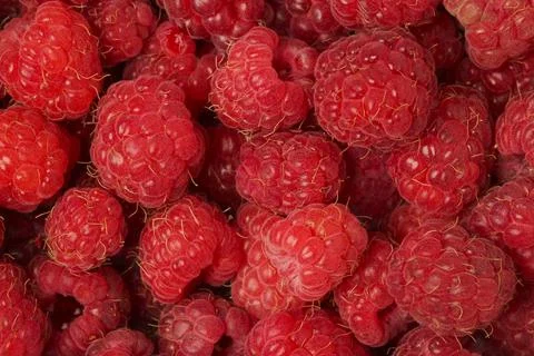 Raspberries Stock Photos