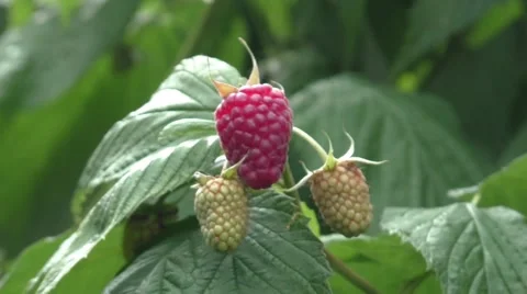 Raspberries ripening on the cane Stock Footage 52338942